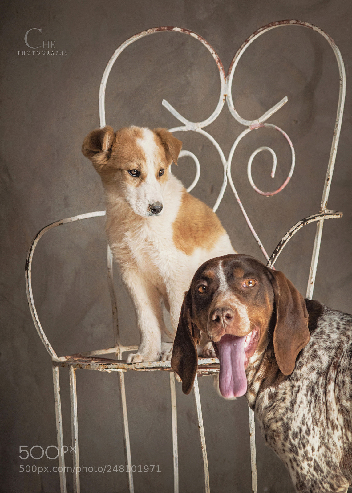 Nikon D90 sample photo. Loyal dog photography