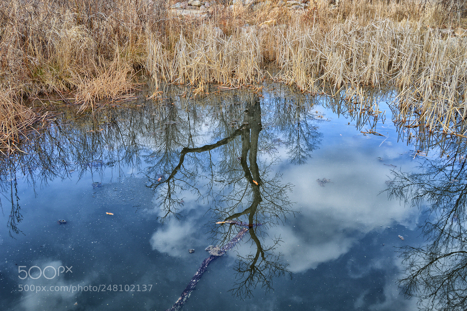 Nikon D3200 sample photo. Tree cloud reflection photography