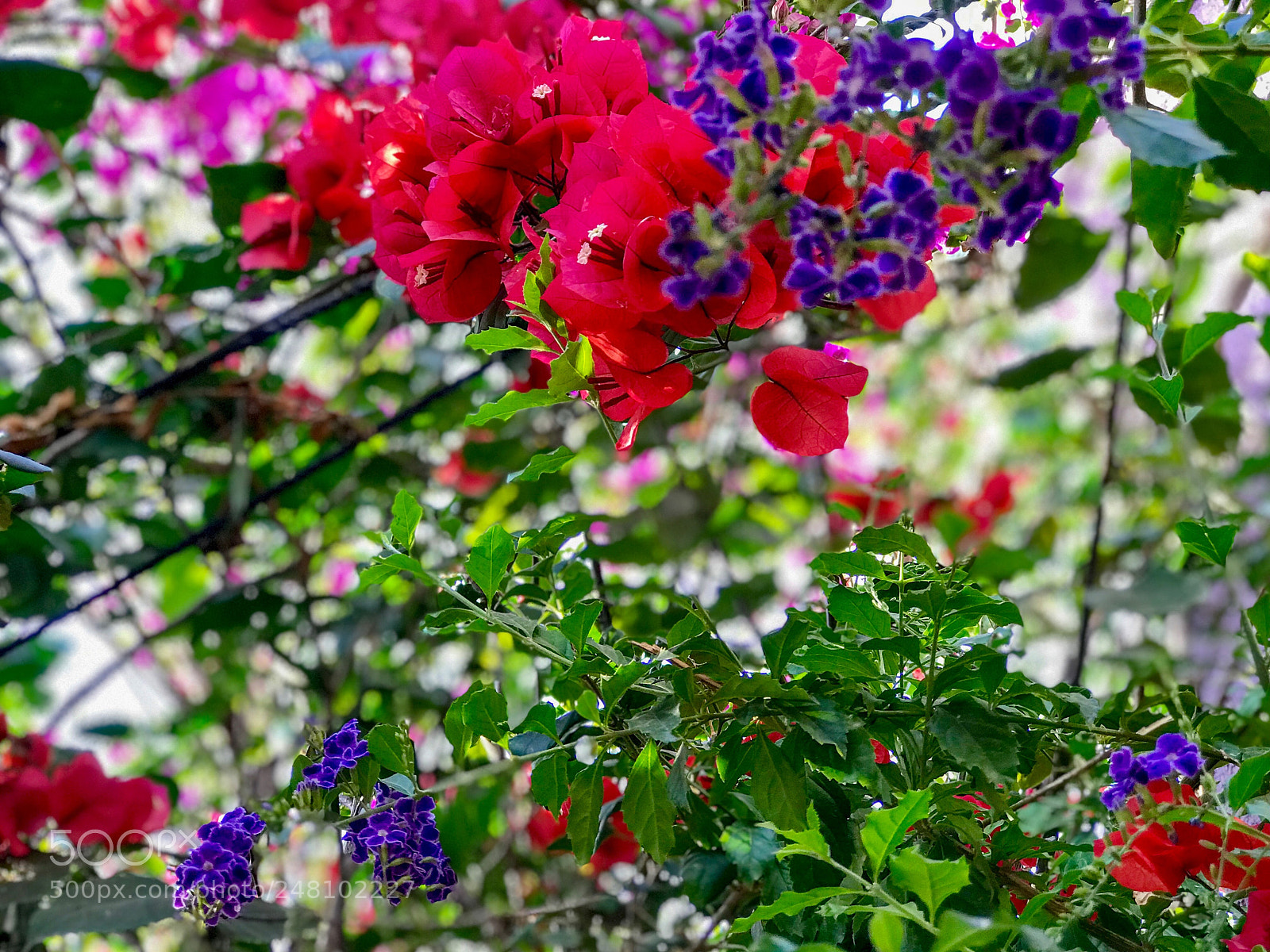 Apple iPhone 7 Plus sample photo. Spring came early photography
