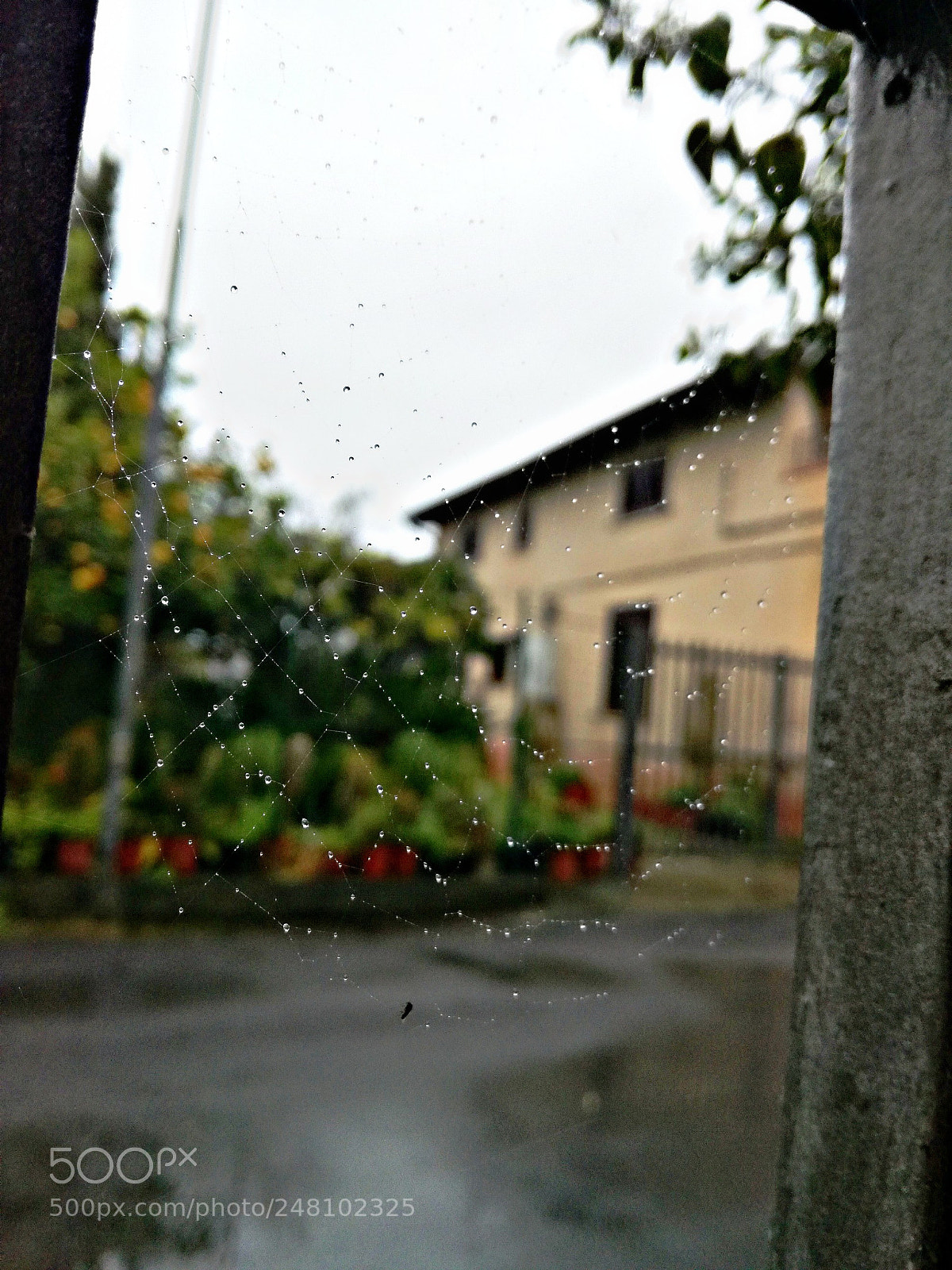 HUAWEI P9 LITE sample photo. A spider web for photography