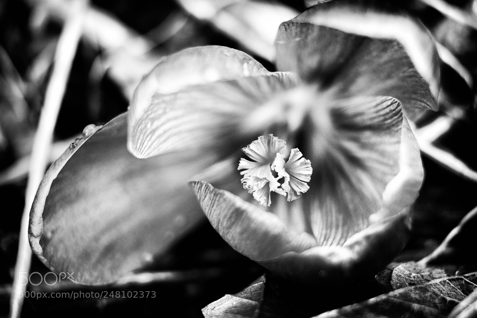 Fujifilm X-T2 sample photo. Monochromatic crocus photography