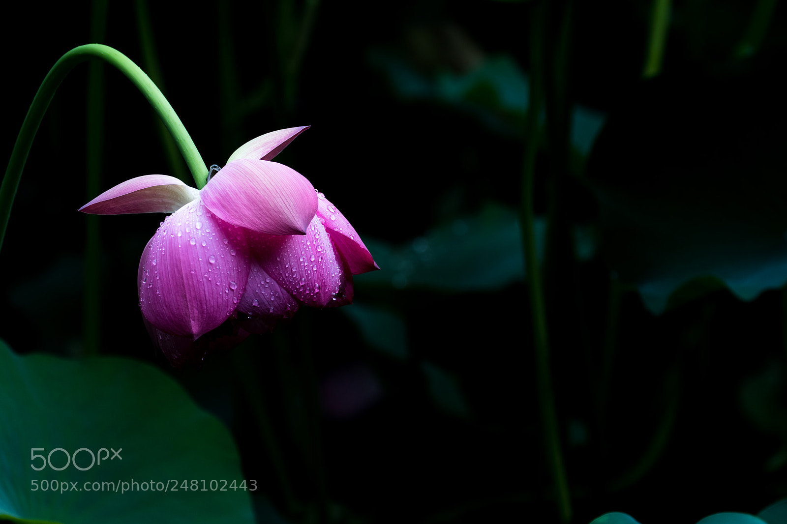 Canon EOS 80D sample photo. Chengdu photography
