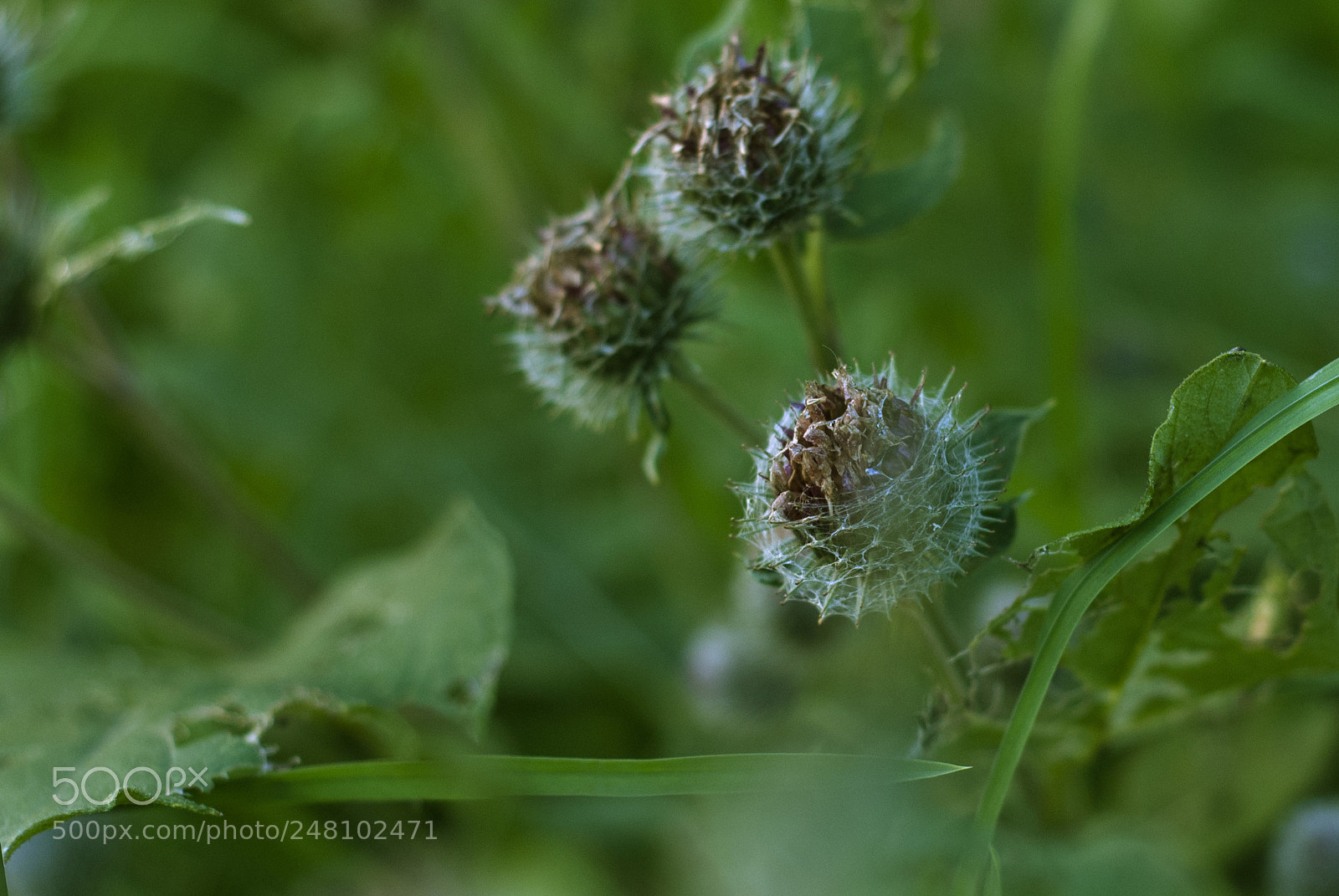 Nikon D80 sample photo. Green photography