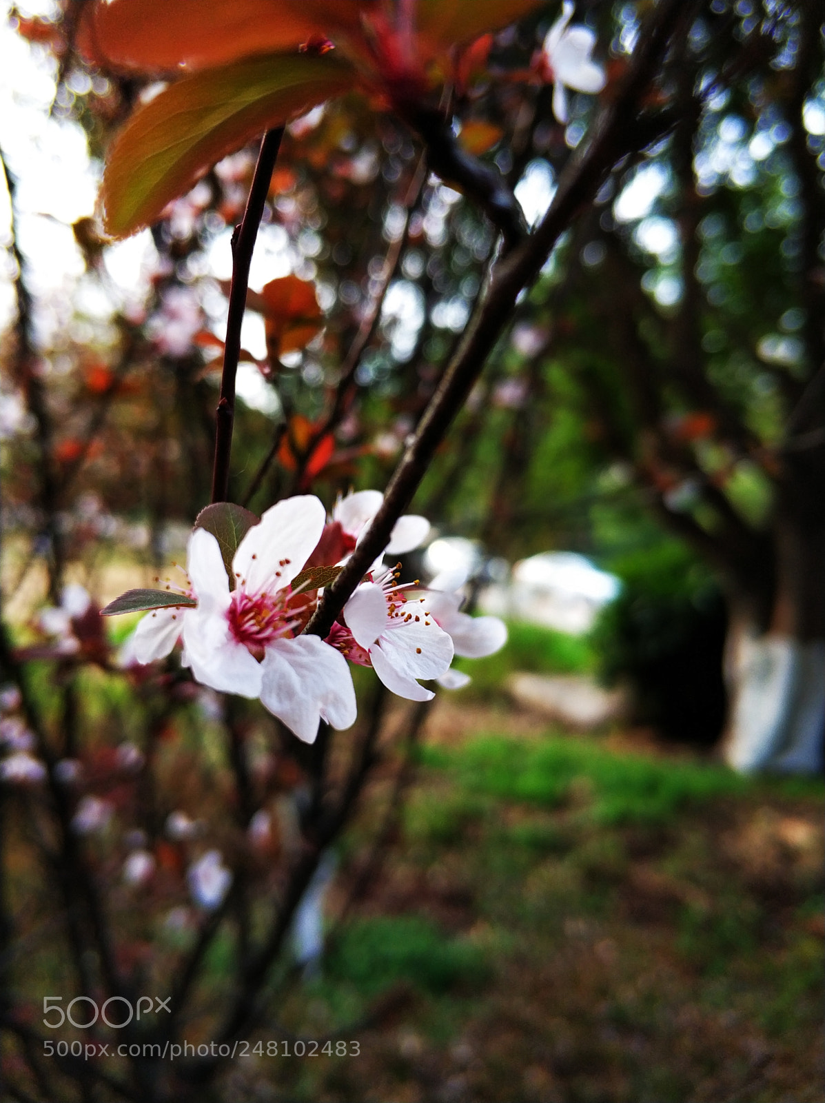 Xiaomi MI6 sample photo. Untitled photography