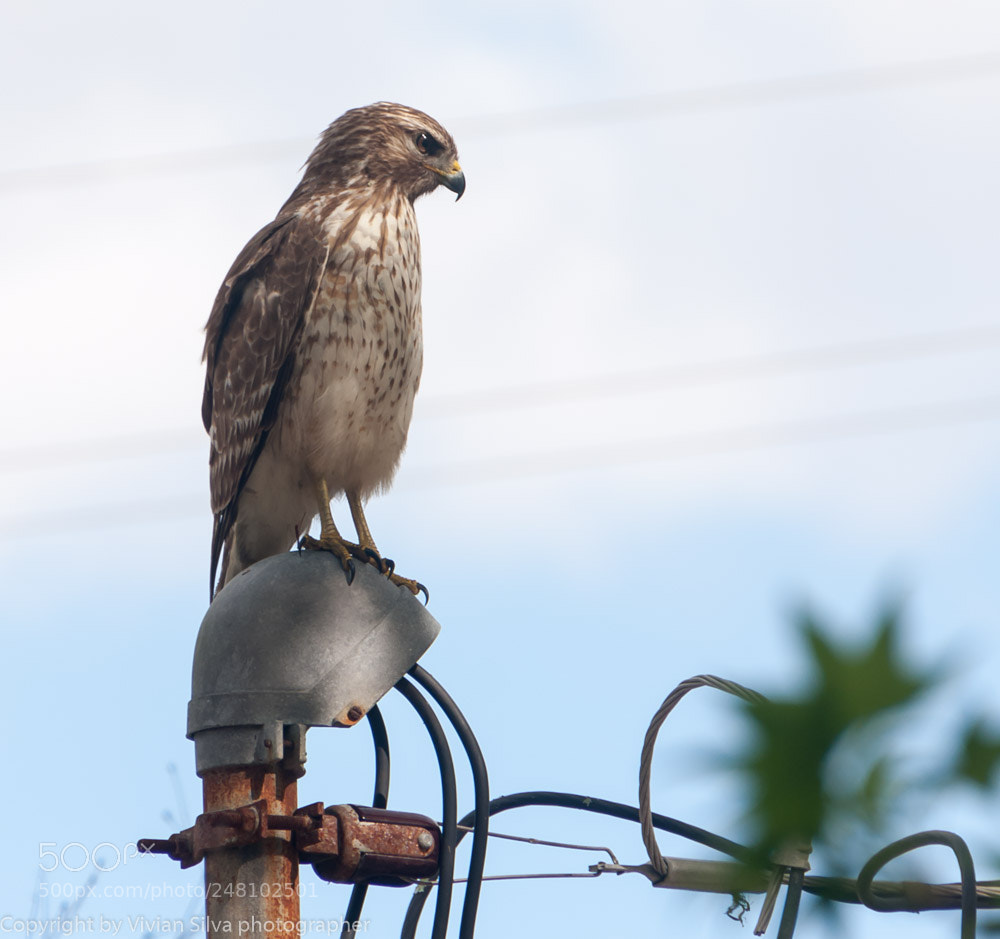 Canon EOS 40D sample photo. Red shoulder hawk photography