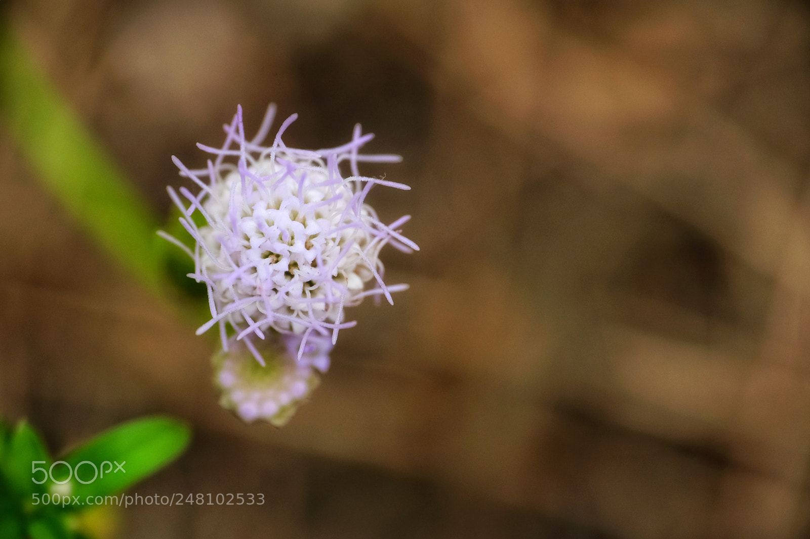 Fujifilm X-T20 sample photo. Blossom photography