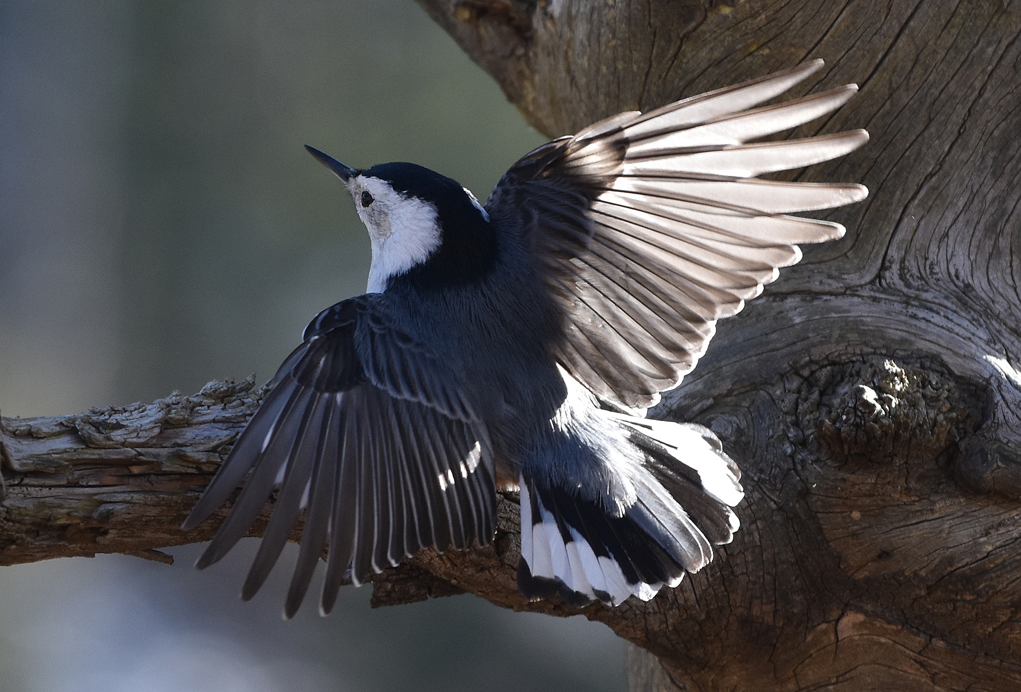 Nikon D7200 + Nikon AF-S Nikkor 70-200mm F4G ED VR sample photo. White-breasted nuthatch display photography