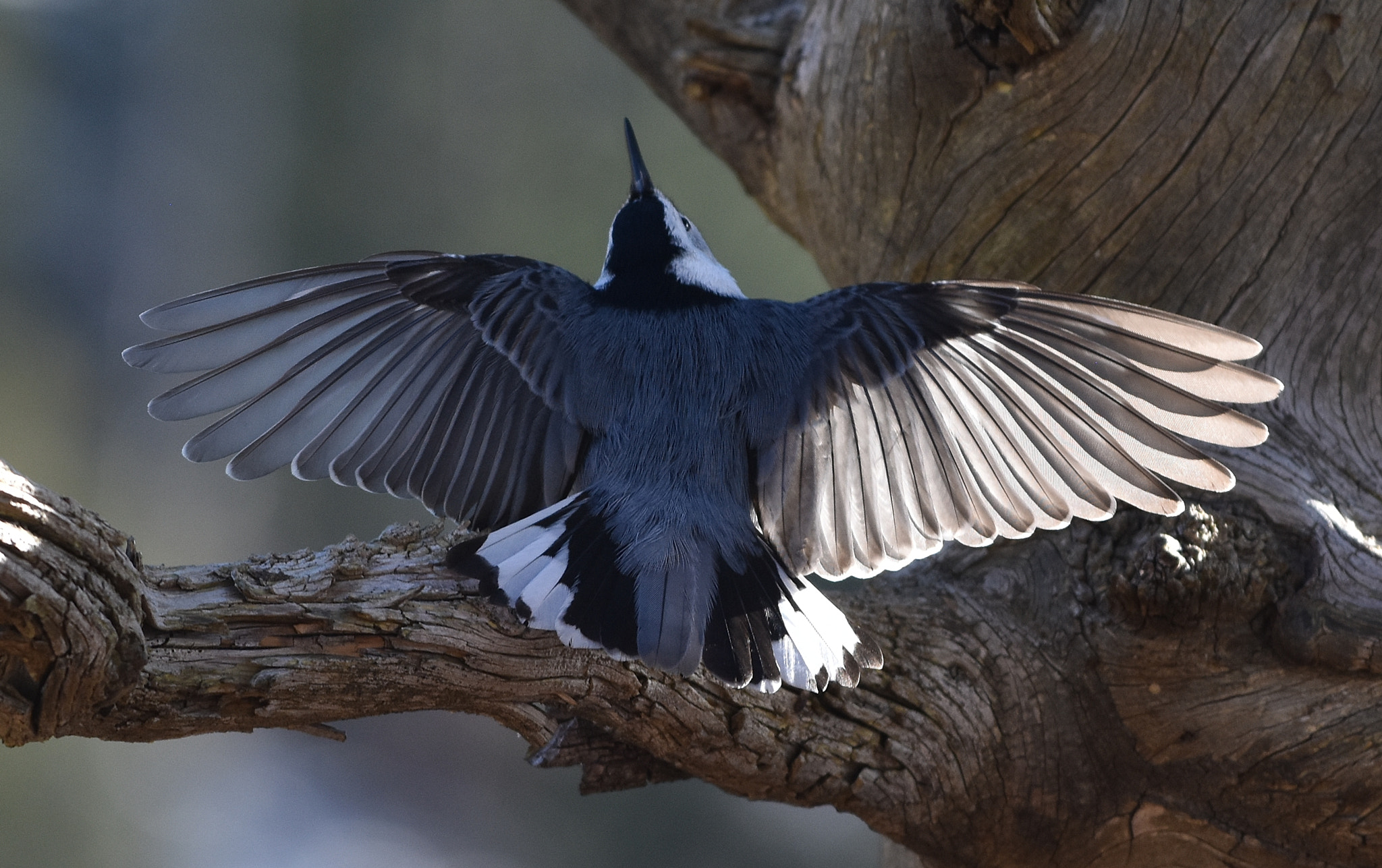 Nikon AF-S Nikkor 70-200mm F4G ED VR sample photo. White-breasted nuthatch display photography