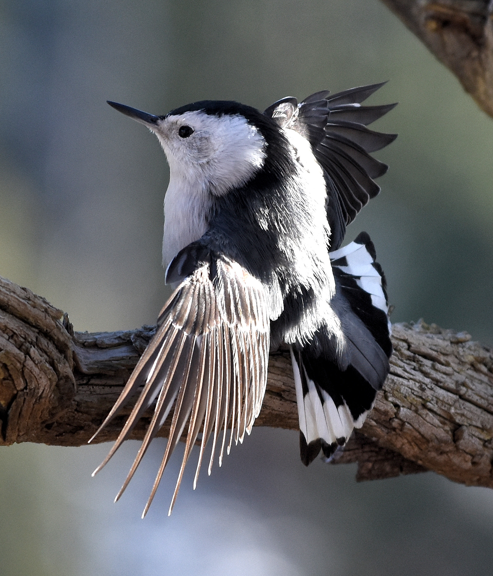 Nikon D7200 + Nikon AF-S Nikkor 70-200mm F4G ED VR sample photo. White-breasted nuthatch display photography