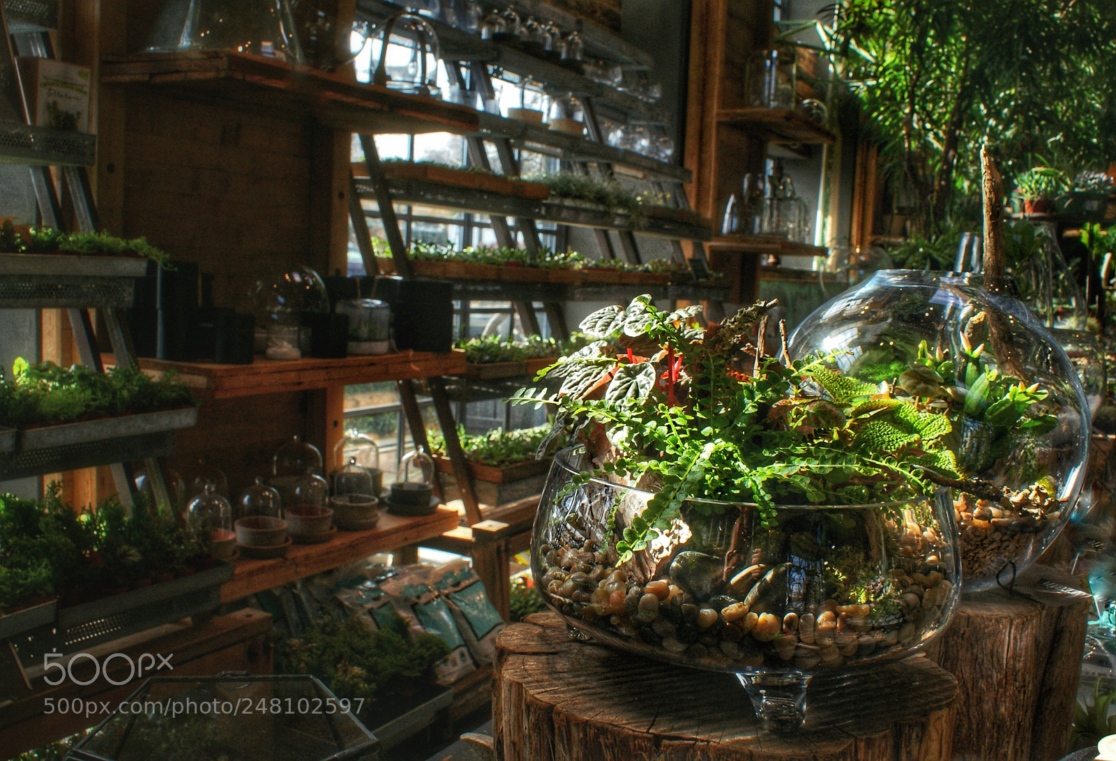 Sony Alpha DSLR-A200 sample photo. Greenery photography