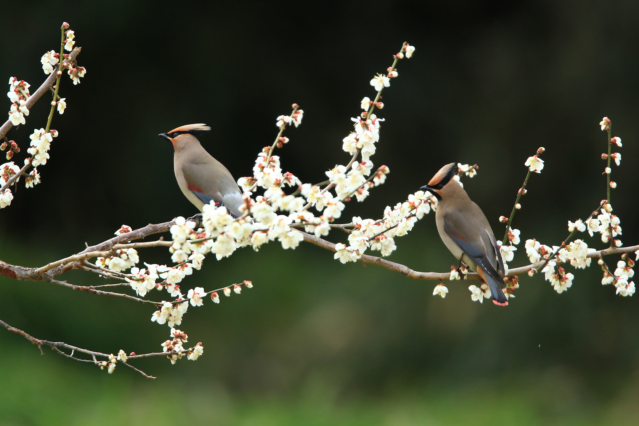 Canon EOS 7D Mark II + Canon EF 400mm F2.8L IS USM sample photo. Plum ＆ japanese waxwing  梅と ヒレンジャク photography