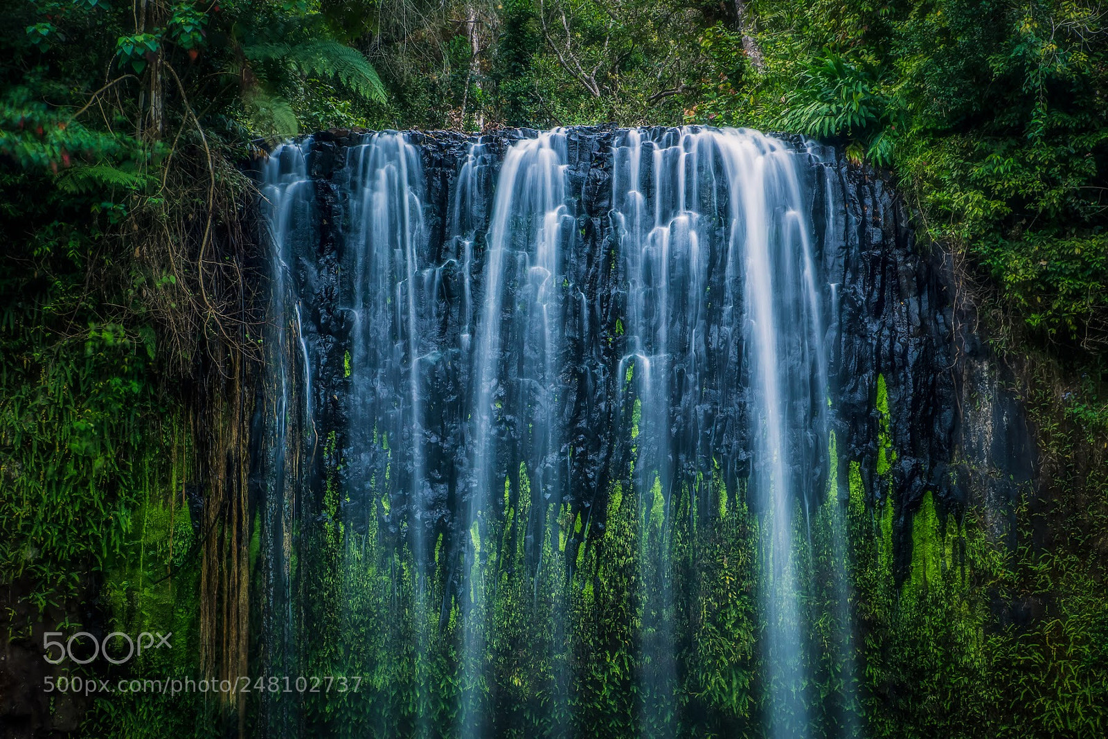 Sony SLT-A77 sample photo. Millaa millaa falls photography
