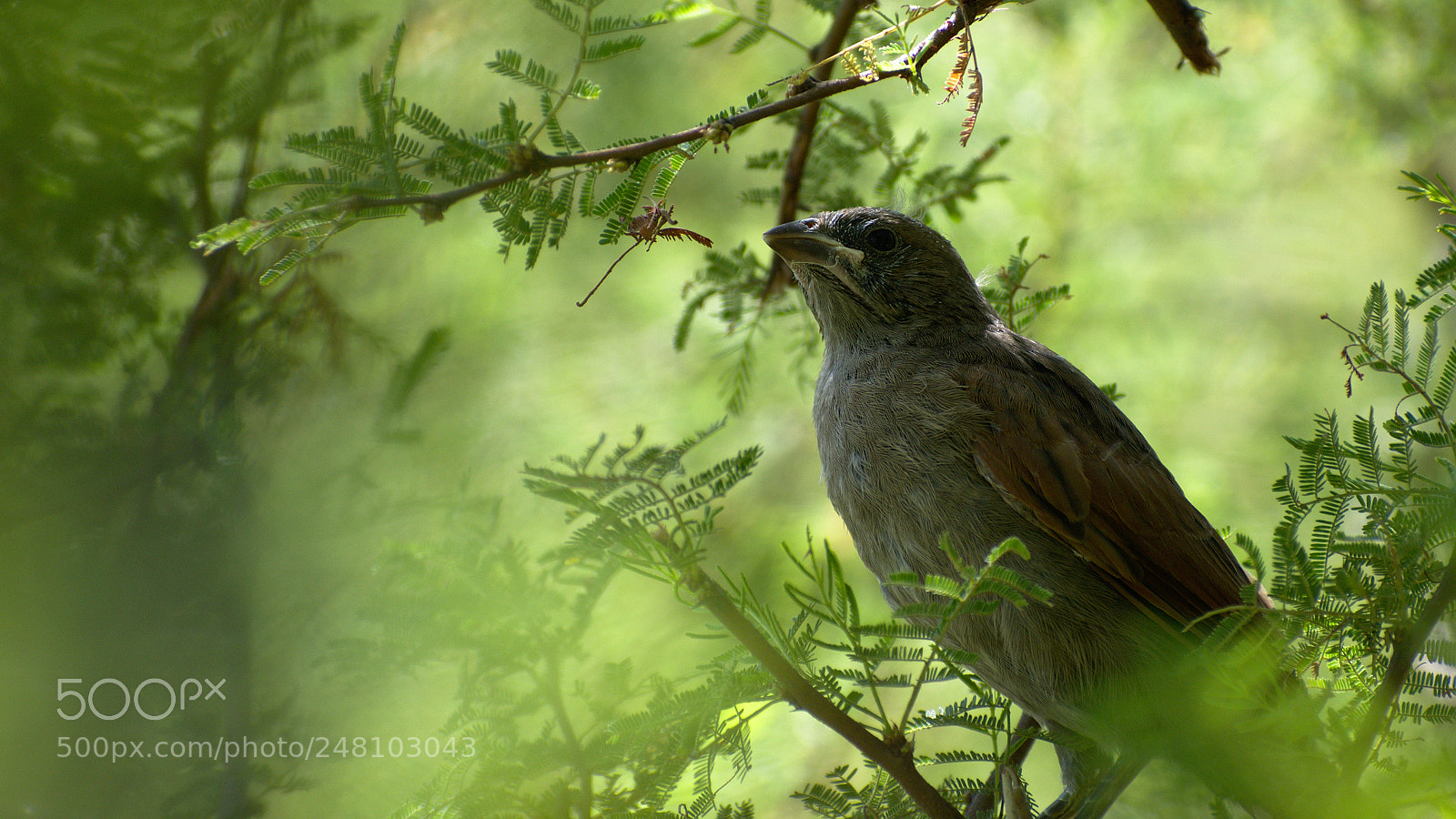 Nikon D5600 sample photo. Just a bird photography