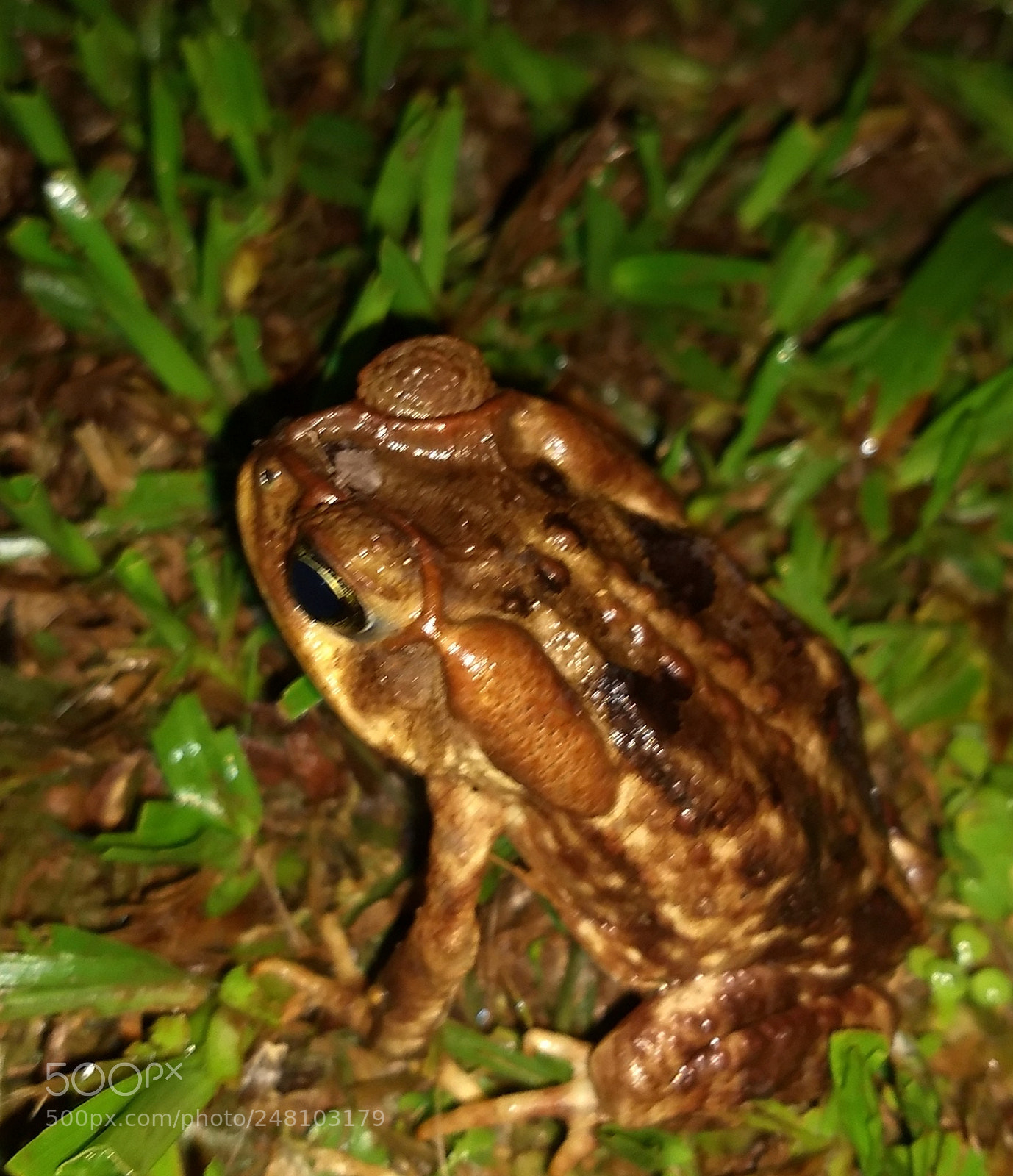 Motorola Moto Z (2) Play sample photo. My frog photography