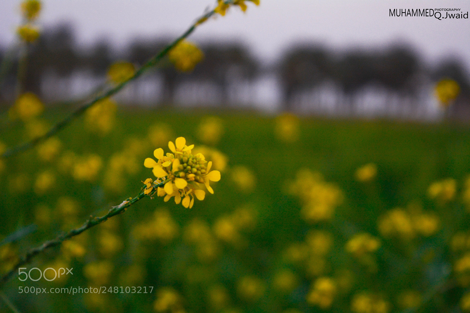 Nikon D5200 sample photo. The yellow flower photography