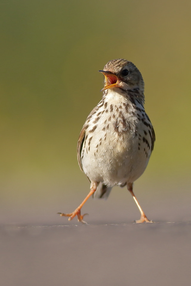 Canon EOS 70D + Canon EF 400mm F5.6L USM sample photo. Meadow pipit early morning photography