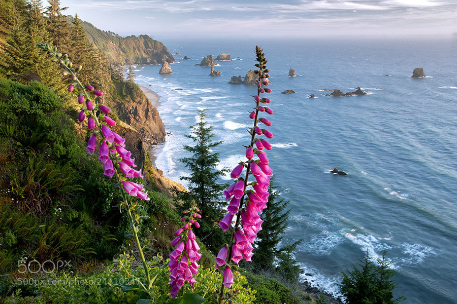 Canon EOS-1Ds Mark III sample photo. Foxglove and beach. samuel photography