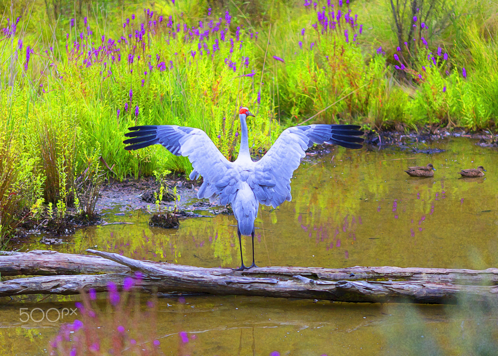 Canon EOS-1D C sample photo. Brolga photography