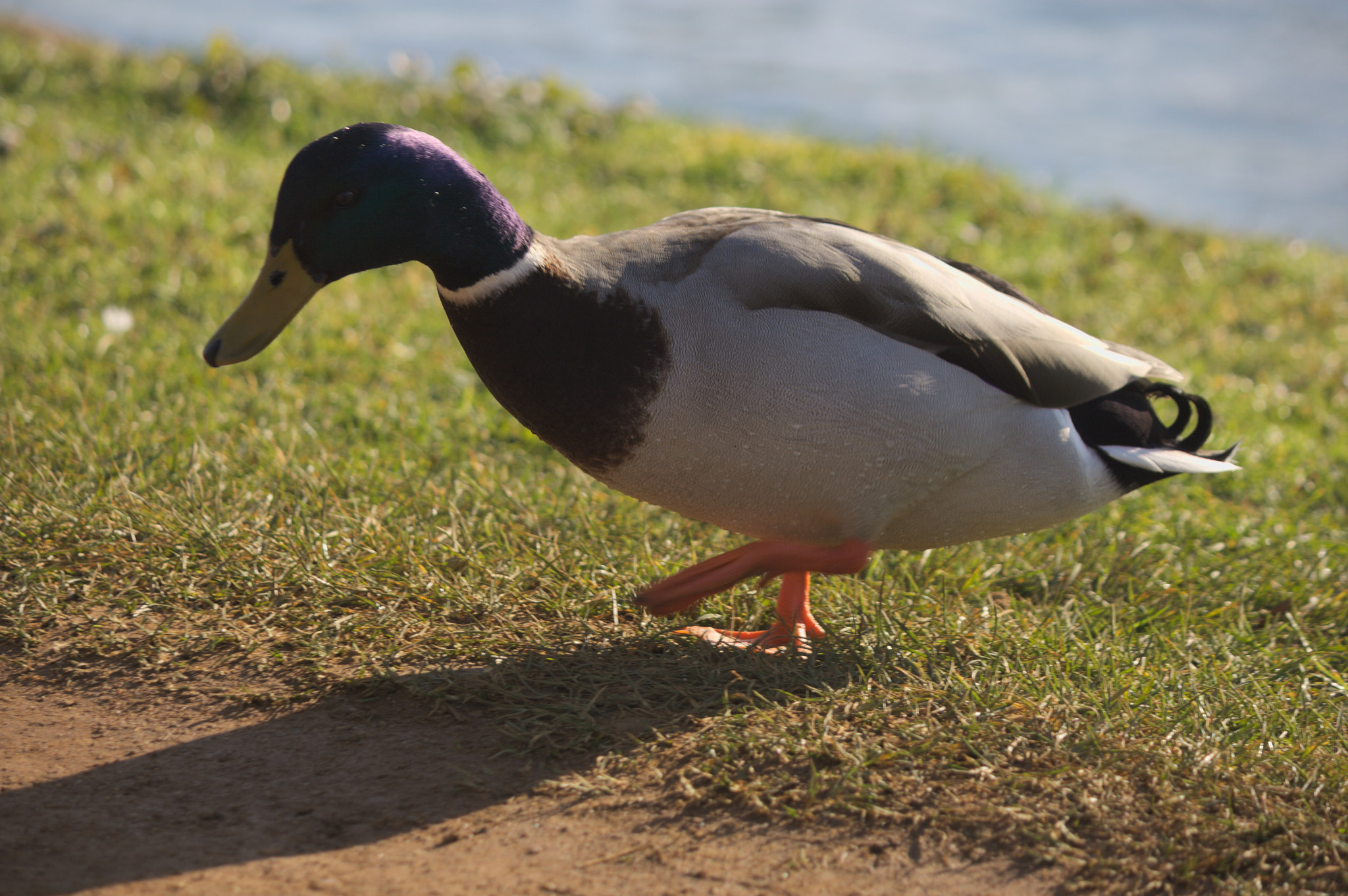 Canon EF-S 55-250mm F4-5.6 IS sample photo. Quack photography