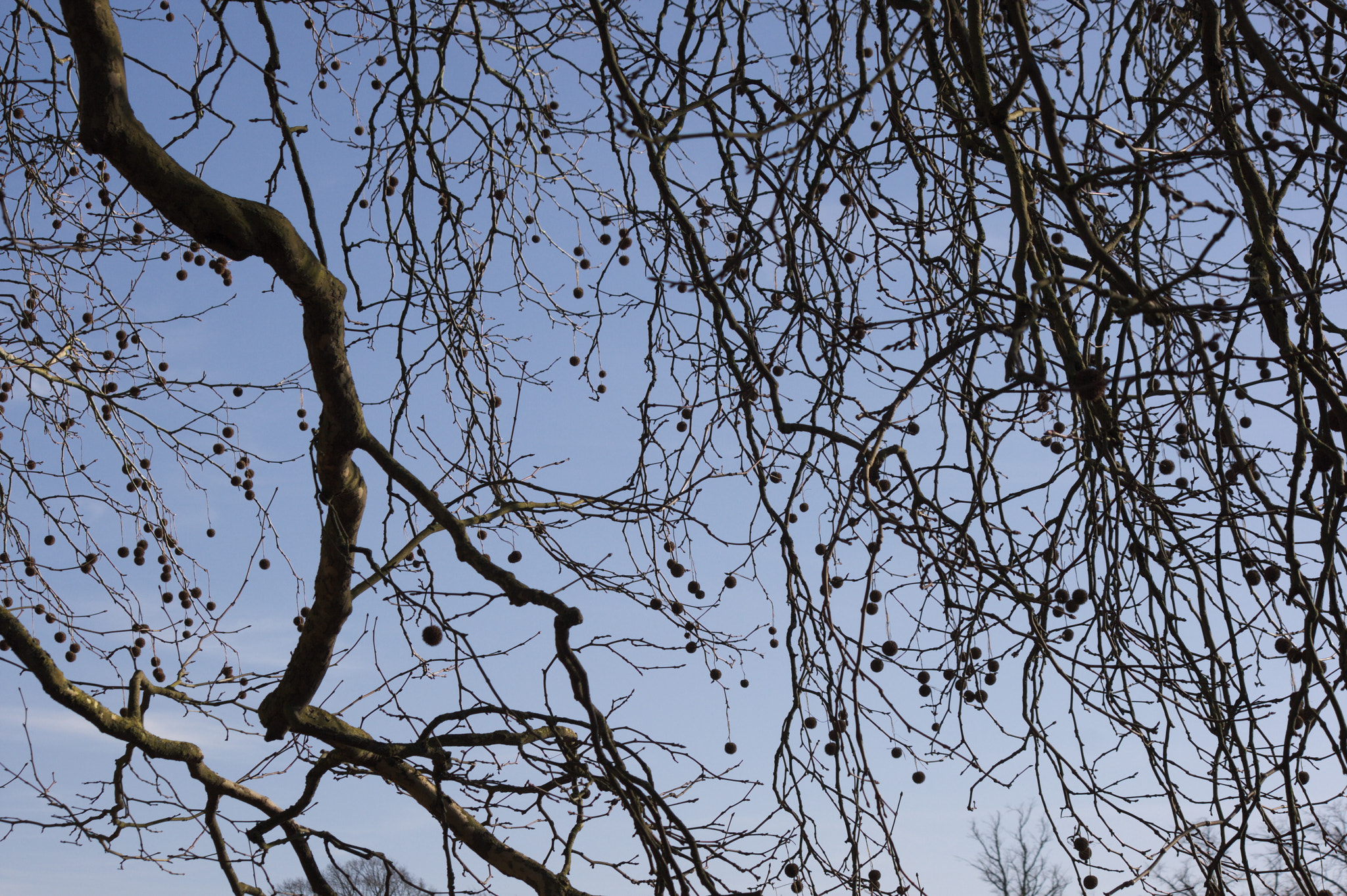 Canon EF-S 55-250mm F4-5.6 IS sample photo. Chestnuts photography