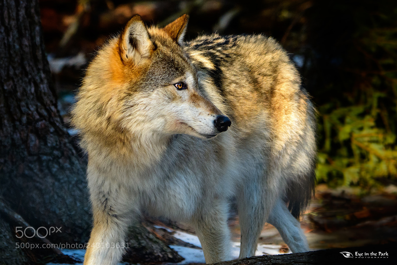 Nikon D7500 sample photo. Kiska photography