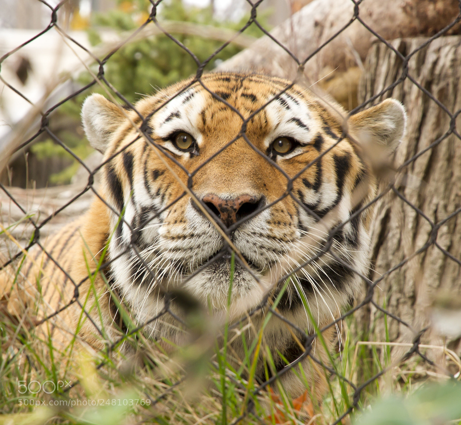 Canon EOS 7D sample photo. Tiger photography
