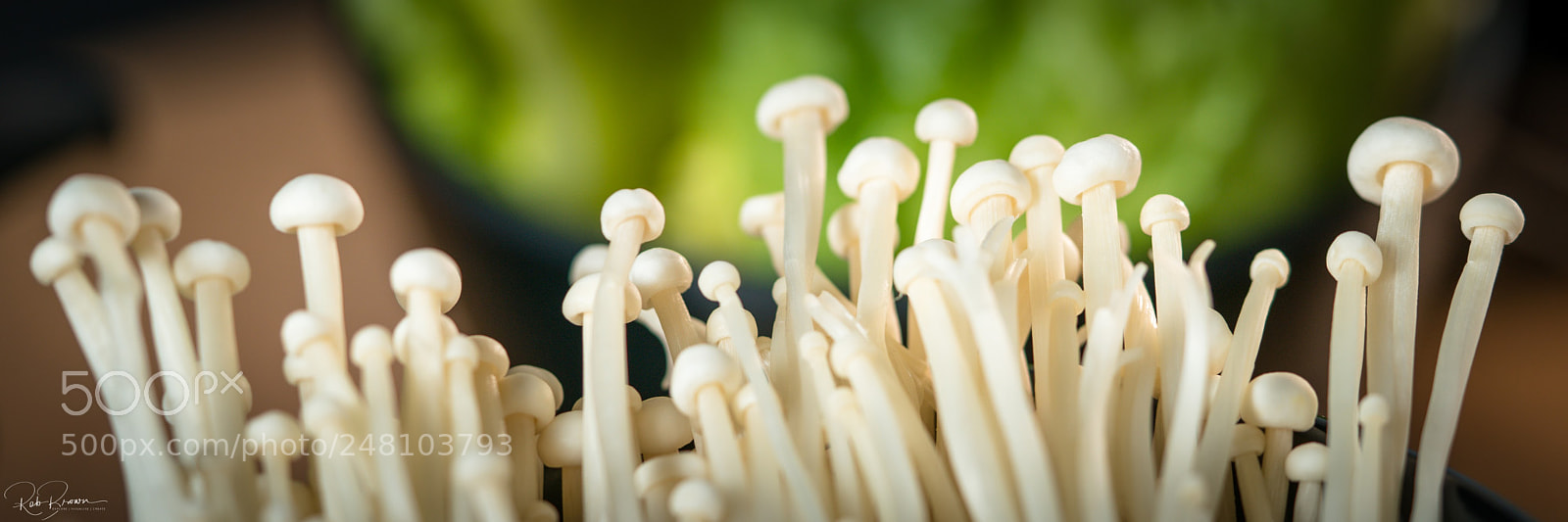 Sony a7R II sample photo. Macro mushrooms photography