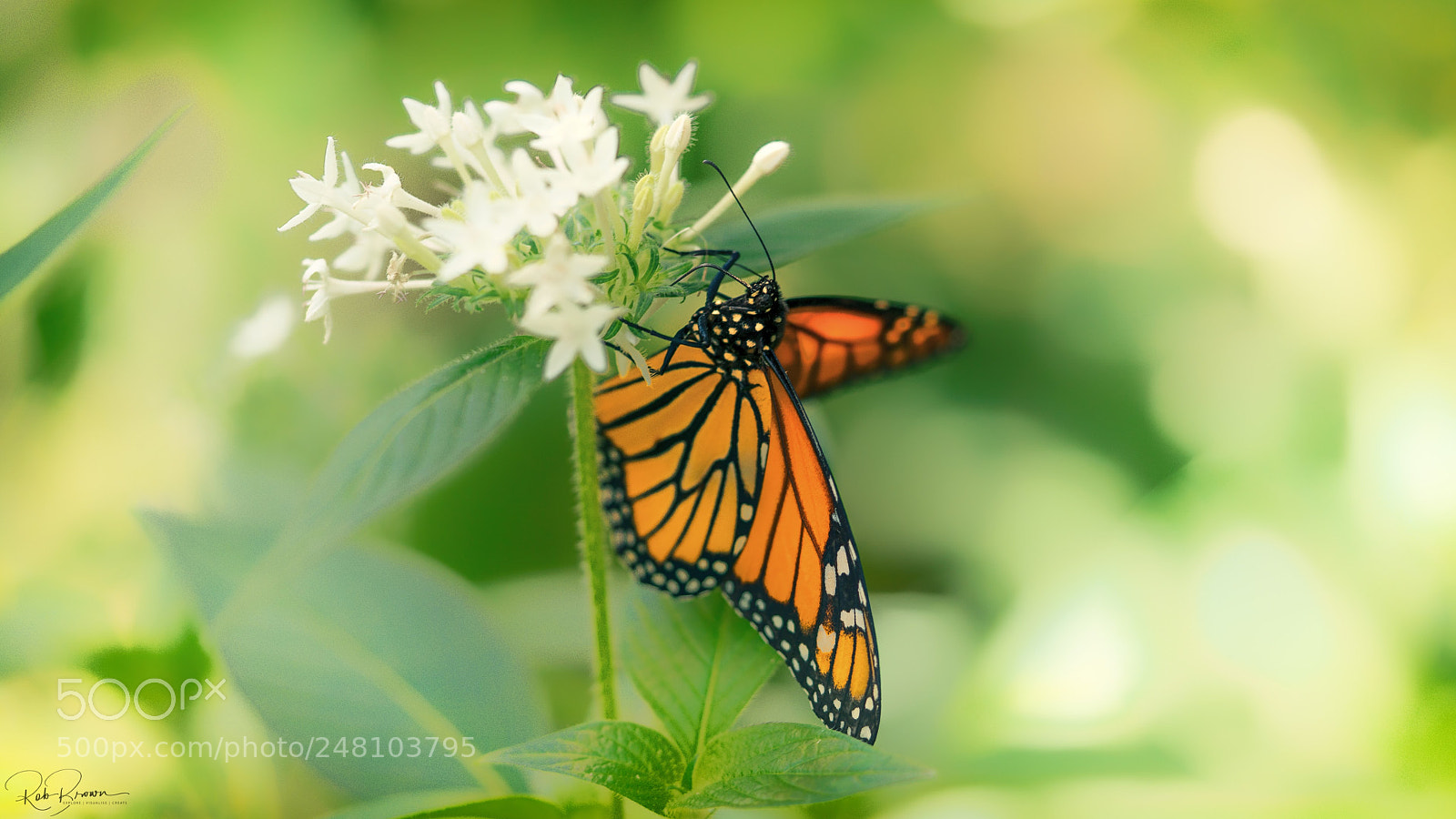 Sony a7R II sample photo. Butterfly at kuranda photography