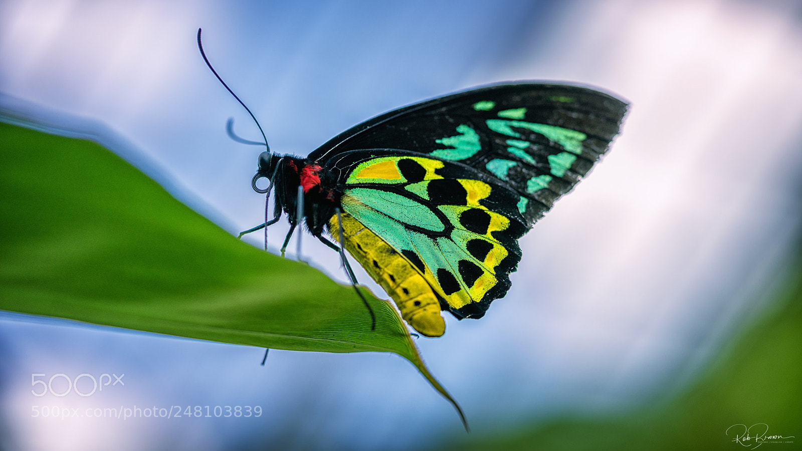 Sony a7R II sample photo. Butterfly at kuranda photography