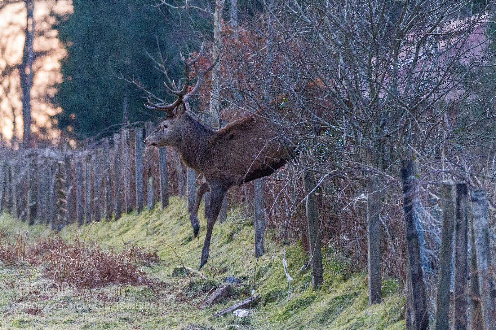Canon EOS 7D sample photo. Oh deer photography