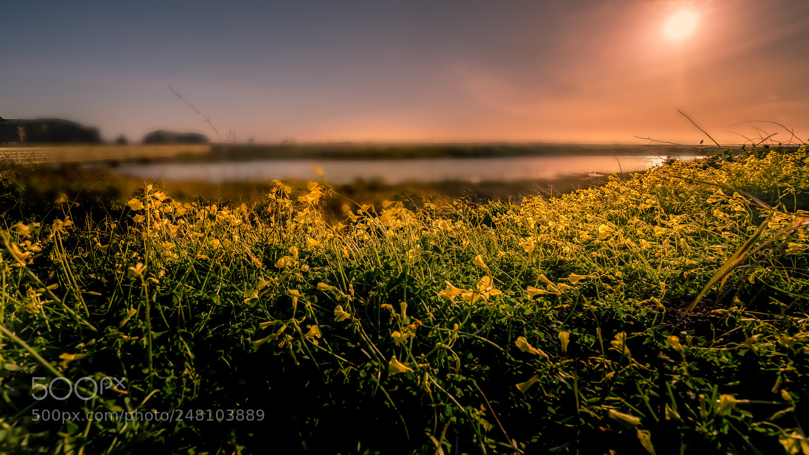Sony a7R III sample photo. Colors of california photography