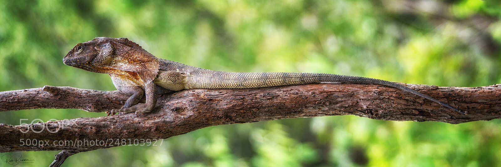 Sony a7R II sample photo. Frilled necked lizard australia photography