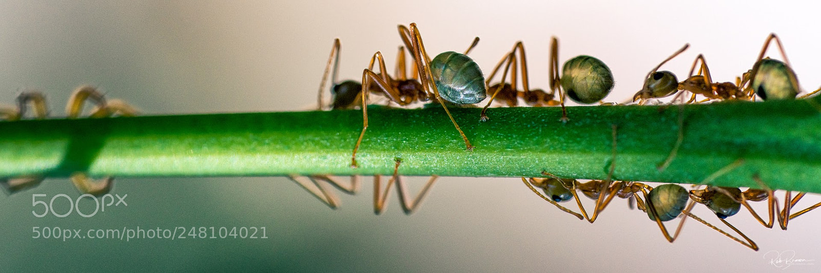 Sony a7R II sample photo. Green ants australia photography