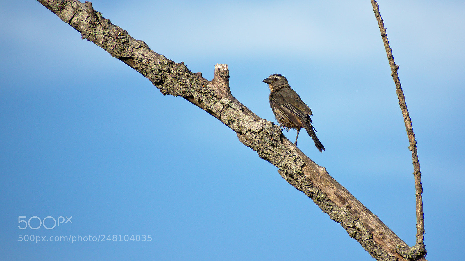 Nikon D5600 sample photo. Some little bird photography