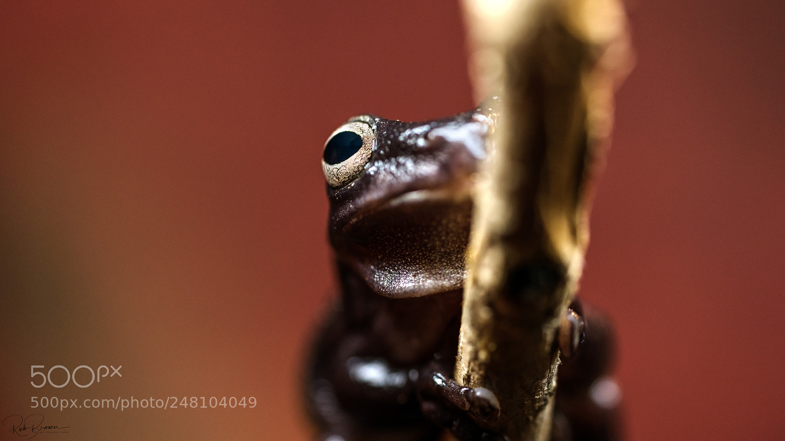 Sony a7R II sample photo. Frog australia photography