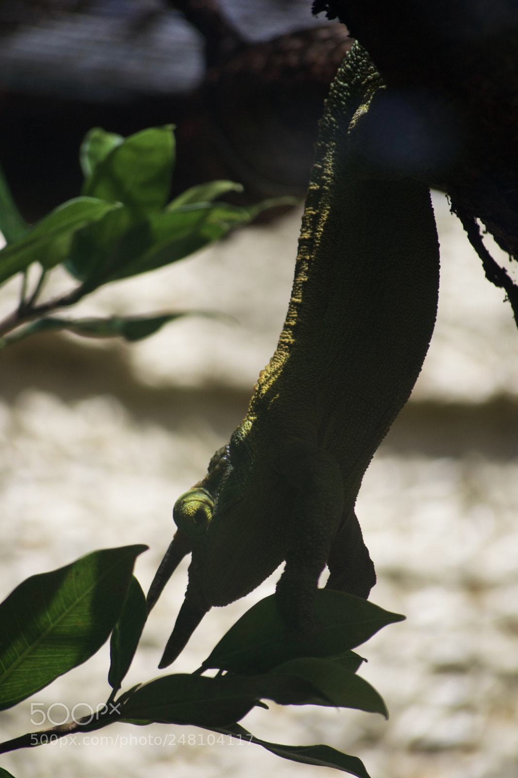 Nikon D3100 sample photo. In the shadows photography