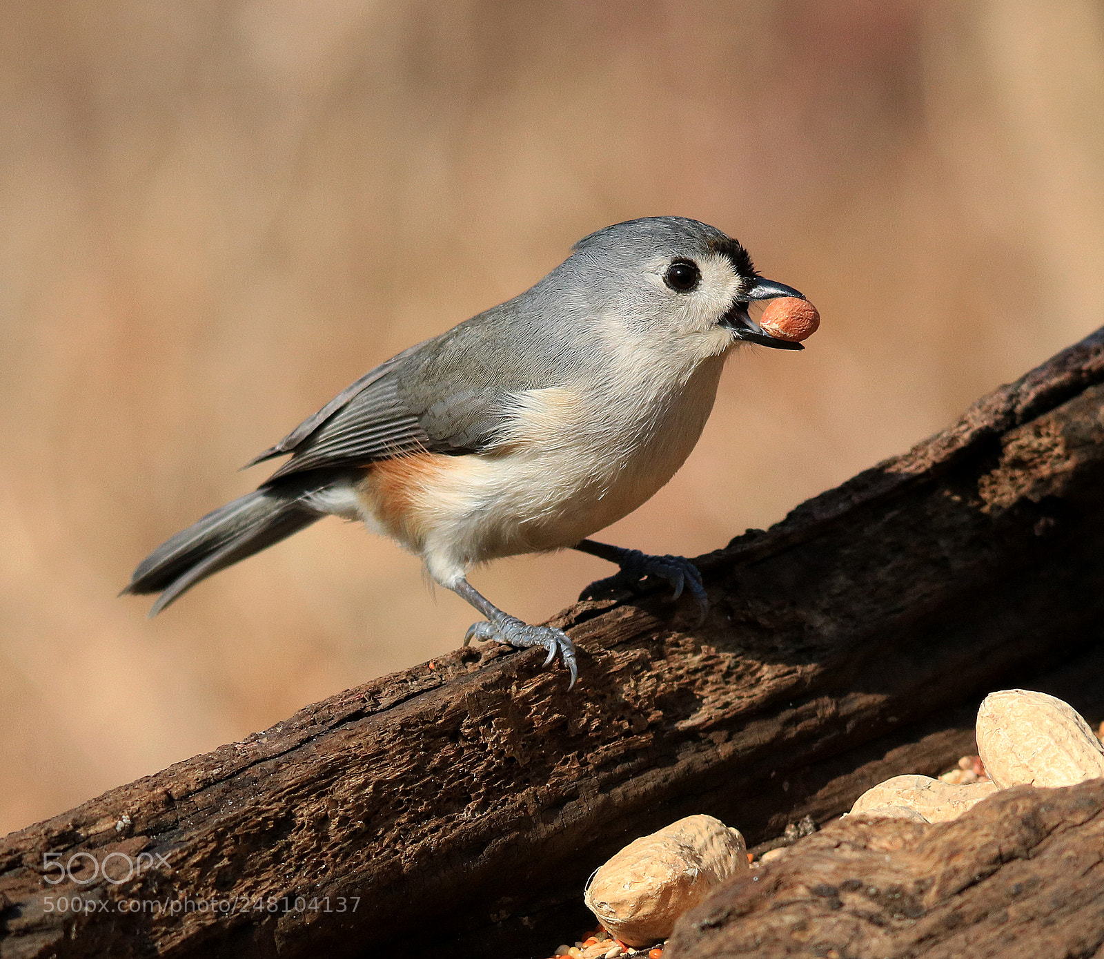 Canon EOS 750D (EOS Rebel T6i / EOS Kiss X8i) sample photo. Tufted titmouse photography
