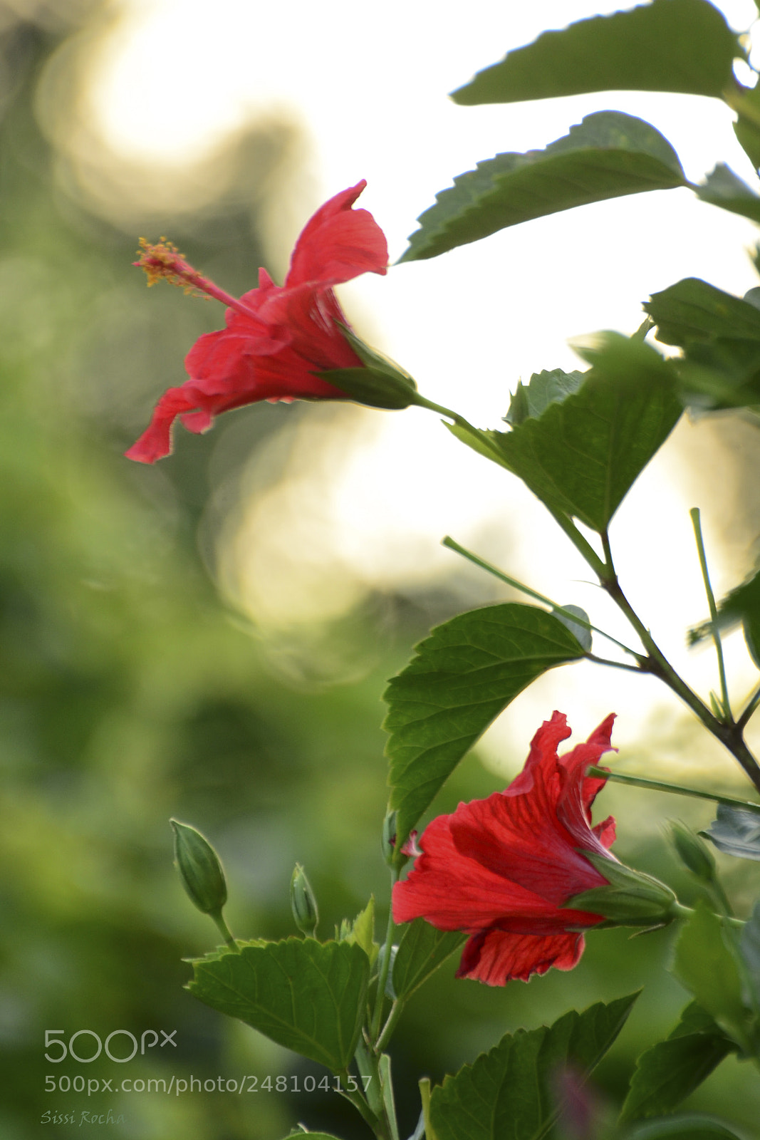Nikon D5100 sample photo. Hibisco photography