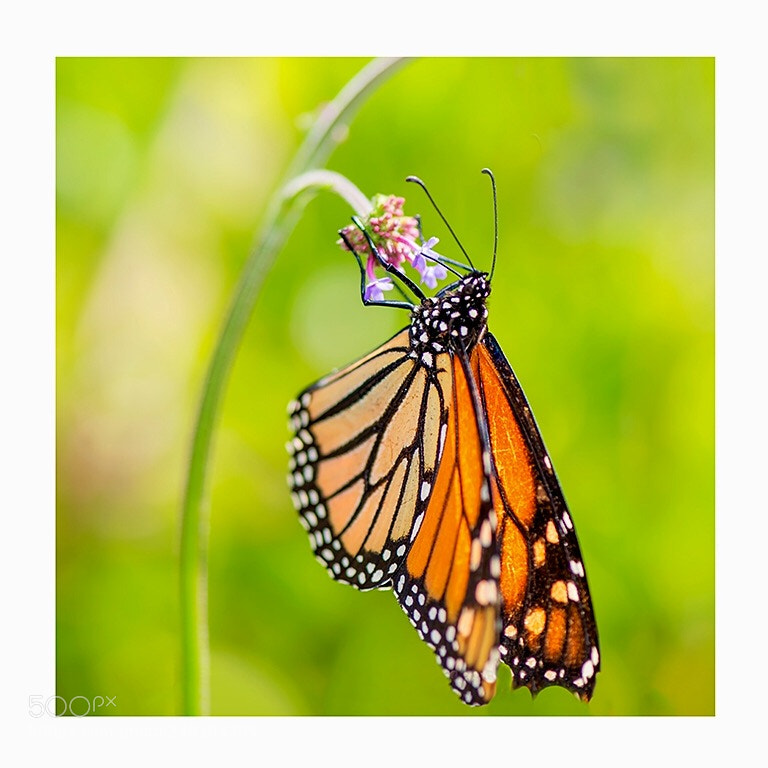 Nikon D810 sample photo. Butterfly photography