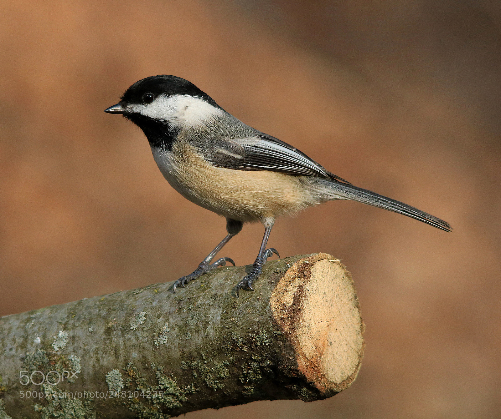 Canon EOS 750D (EOS Rebel T6i / EOS Kiss X8i) sample photo. Black capped chickadee photography