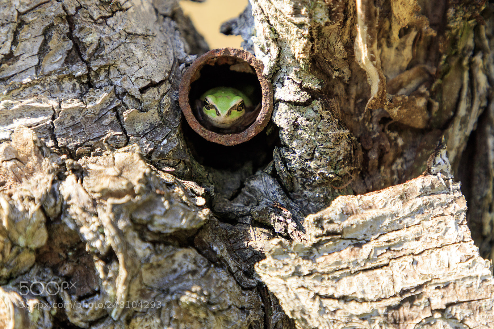 Canon EOS 5DS R sample photo. Frog photography
