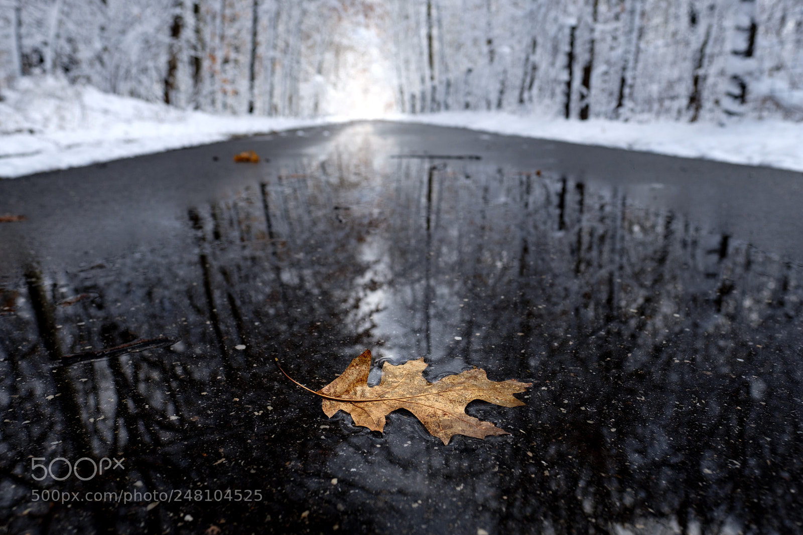 Fujifilm X-T2 sample photo. Winter leaf photography