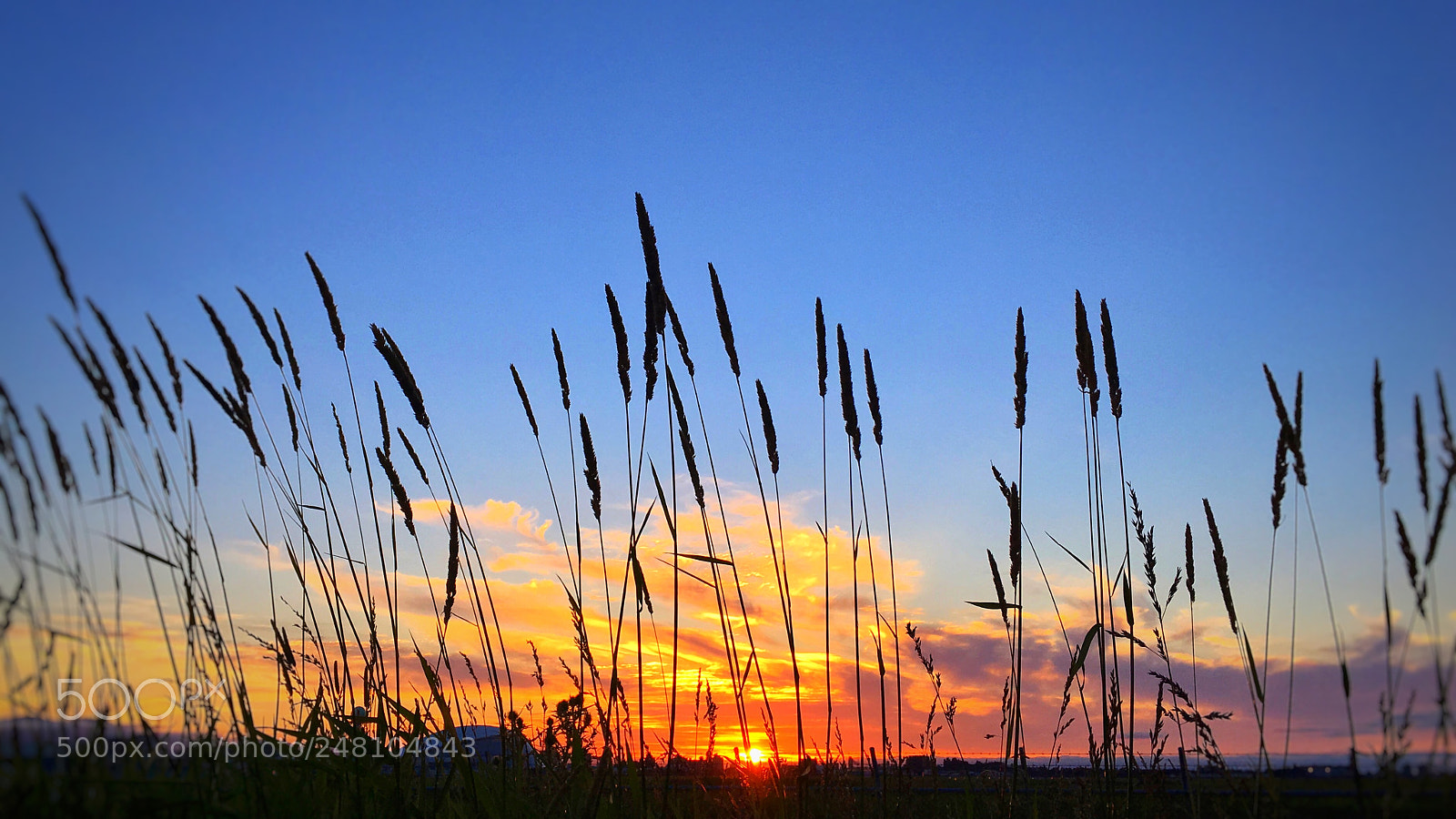 Apple iPhone 6s Plus sample photo. Sunset in the grassland photography