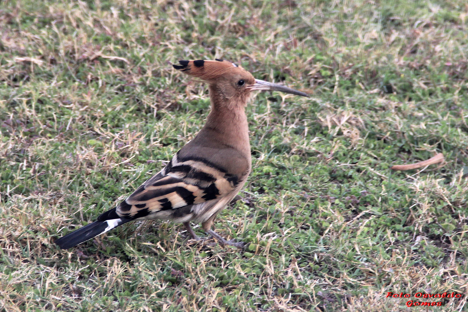 Canon EF-S 18-135mm F3.5-5.6 IS sample photo. Aves diversas. photography