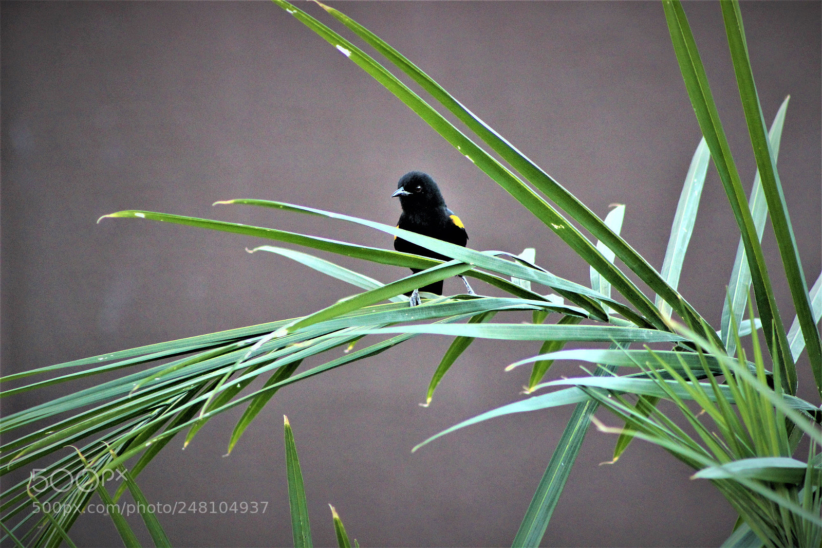 Canon EOS 600D (Rebel EOS T3i / EOS Kiss X5) sample photo. Aves diversas. photography
