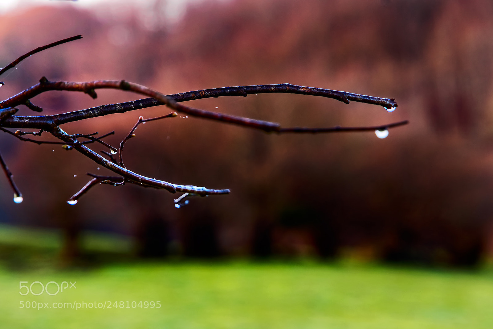 Olympus OM-D E-M5 sample photo. Rain photography