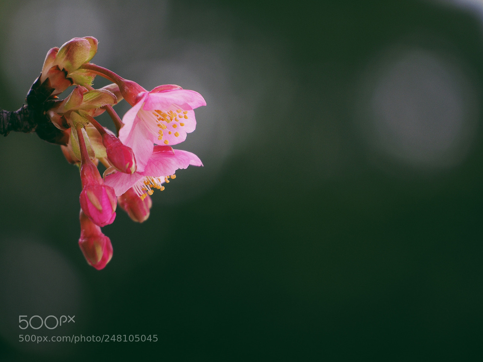 Olympus OM-D E-M10 II sample photo. Newborn sakura photography