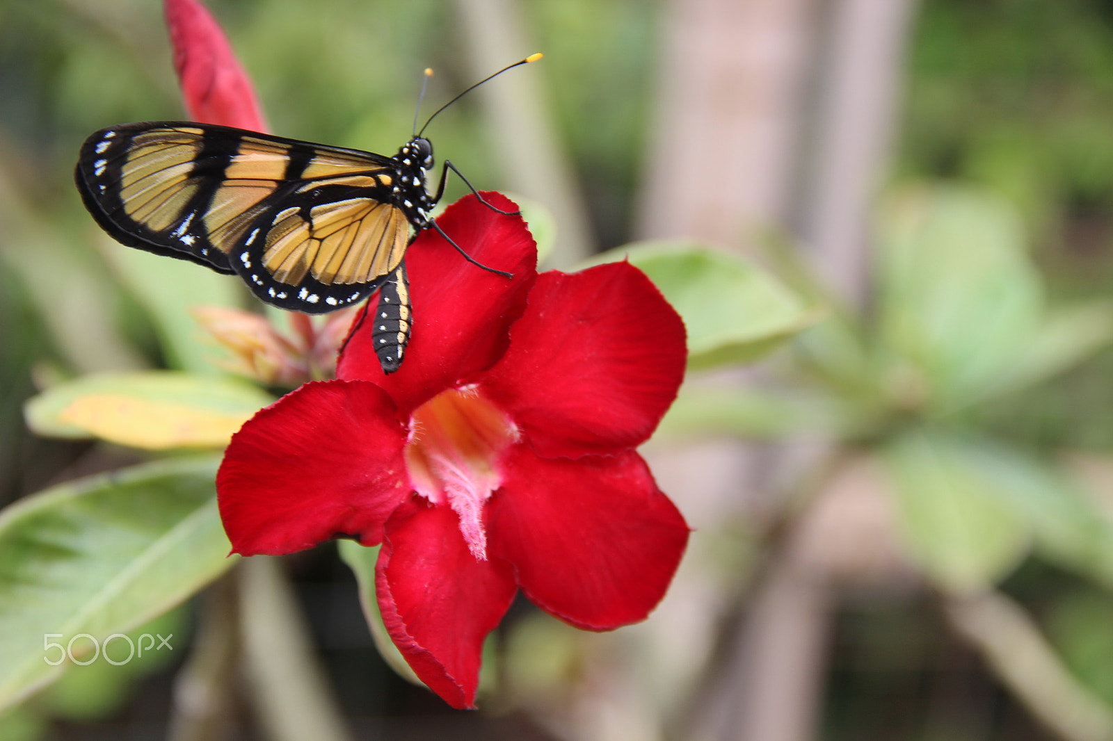 Canon EF-S 18-135mm F3.5-5.6 IS sample photo. Flor vermelha. photography