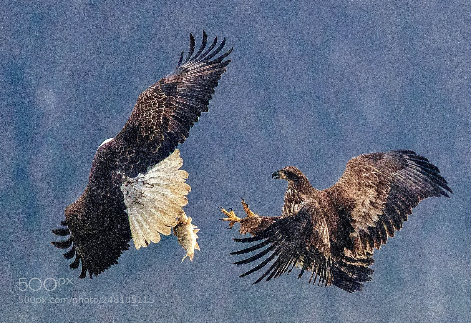 Canon EOS 7D Mark II sample photo. Bald eagles in maryland photography