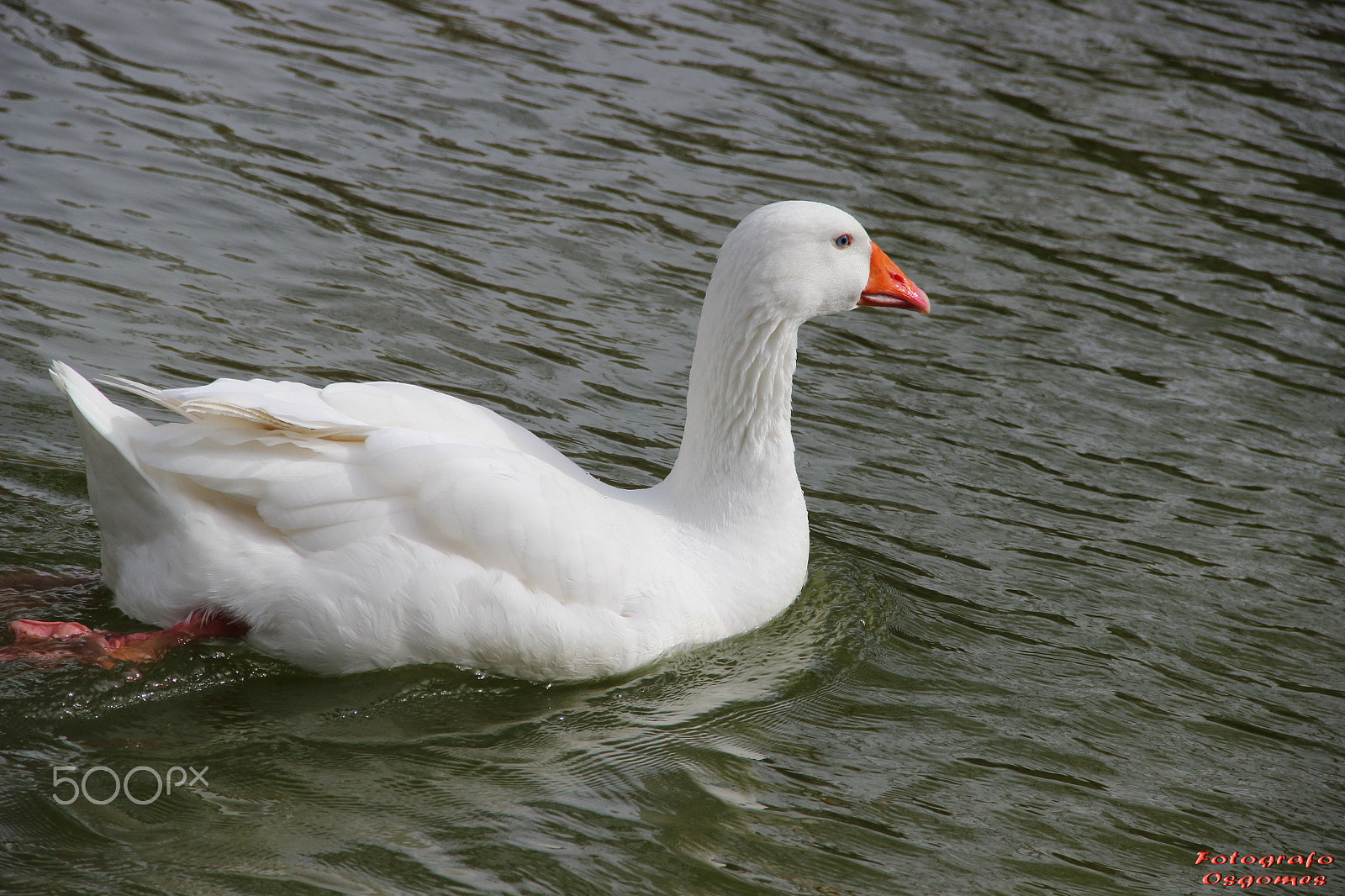 Canon EF-S 18-135mm F3.5-5.6 IS sample photo. Aves diversas. photography
